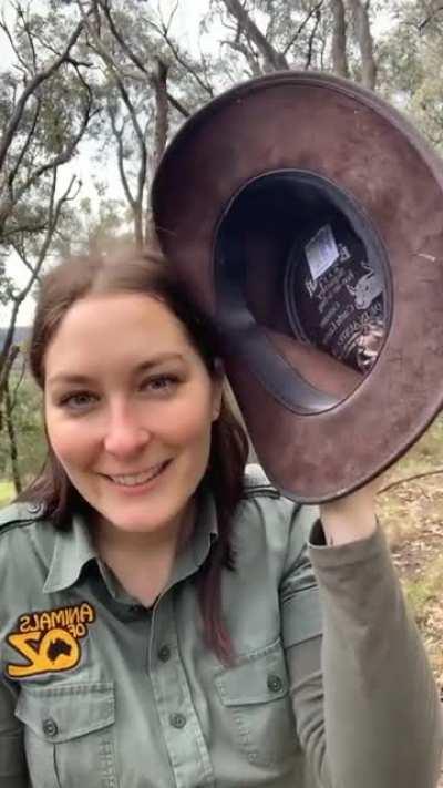 The Australian hair louse.