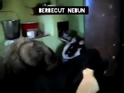 Berbecut nebun