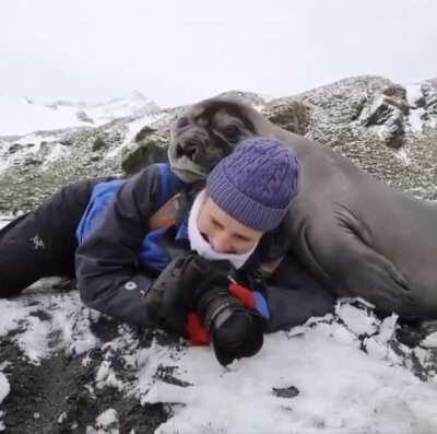 🔥 Elephant seal pup decides to flop on over and give photographer a hug!