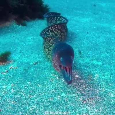 🔥 Moray eel
