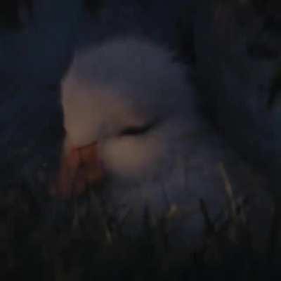 Such an emotional duck video.