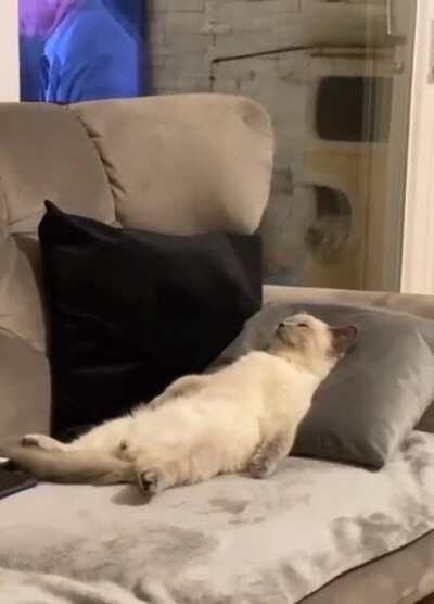 Existential crisis cat