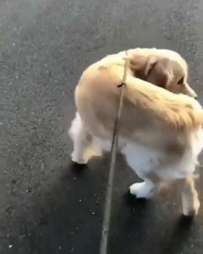 Doggo is holding on to success.