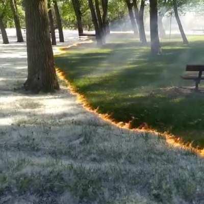 A carpet of poplar fluff burns to reveal the grass below at the Parque del Cidacos de Calahorra, Spain
