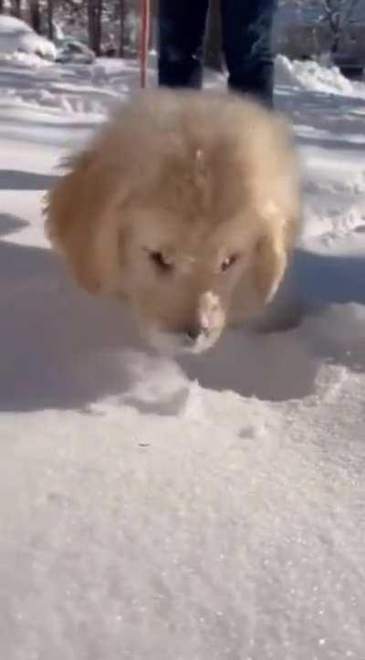 Pup face pushing himself into snow