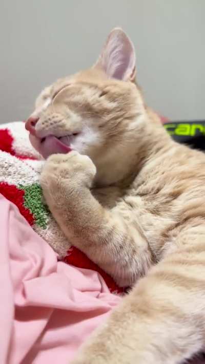 unbothered Monkey 💅