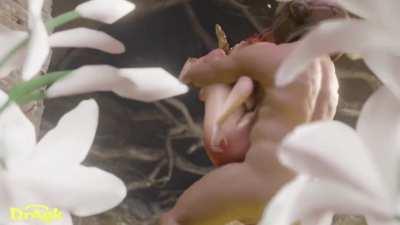 Malenia (DragK) [Elden Ring]