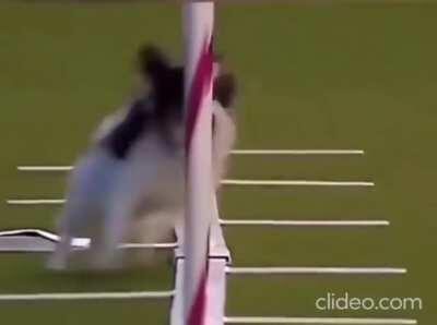 Lobo is a star in my book