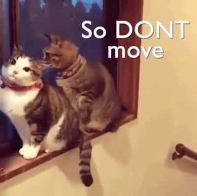 Why does this remind me of Lan Zhan and Wei Ying...