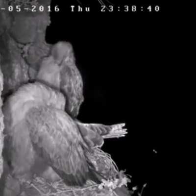 🔥 Owl makes a night time raid on a hawks nest
