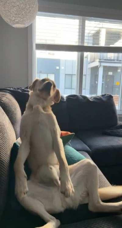 How he lets you know he wants belly rubs