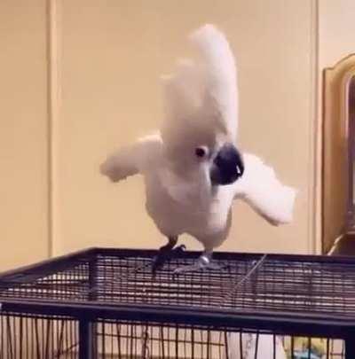 She likes the song and dancing it.