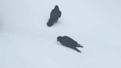 🔥 Goofy Ravens Playing in the Snow