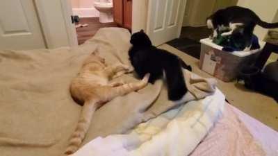 Gettin' sissies tail-tail!