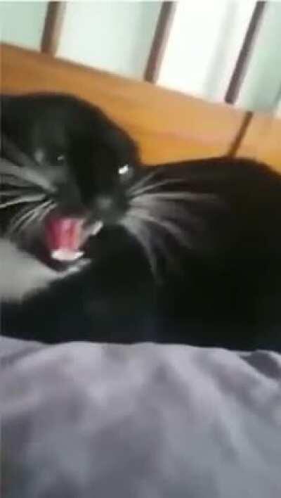 Angry cat
