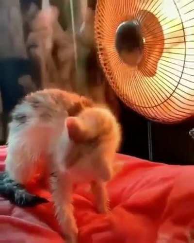 A cat soaked in water finds a spot to steam up..