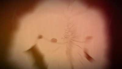 Something I whipped up