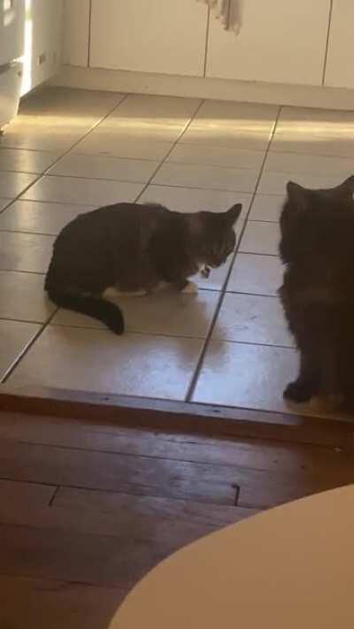 My dog appointed herself arbitrator of cat fights