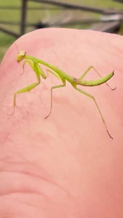 Mantis