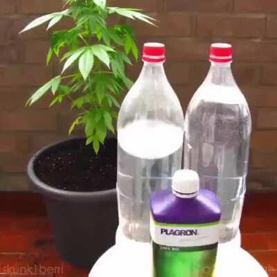 A creative time lapse of growing marijuana from a seed to full bloom