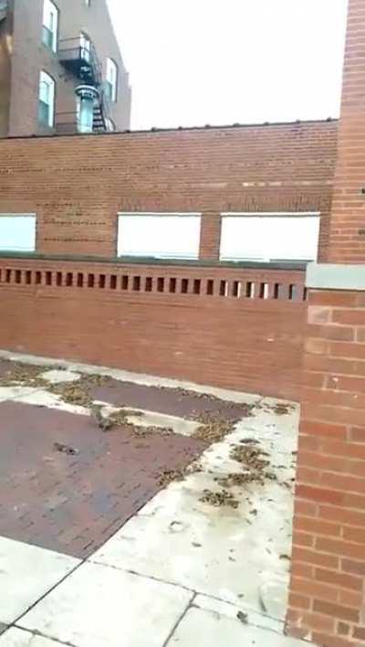 Squirrel loses her baby to a Red-tailed Hawk