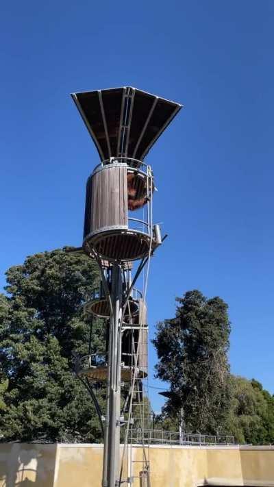 Orangutan at Perth Zoo launching a possum