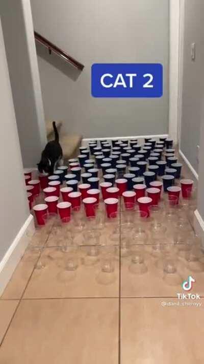 Cat 3 SENT IT and scared himself