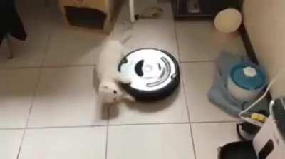 At this point it's basically a kitty-go-round