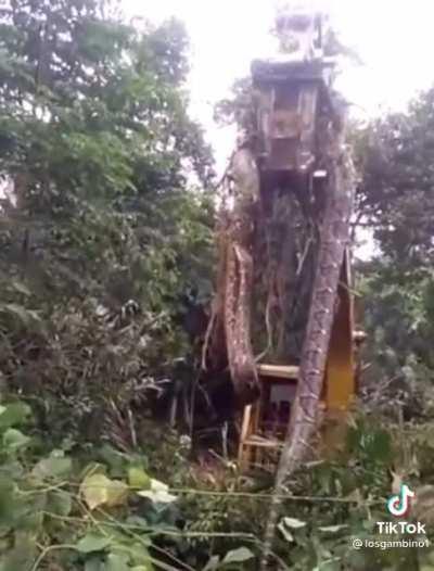 Absolutely big snake.