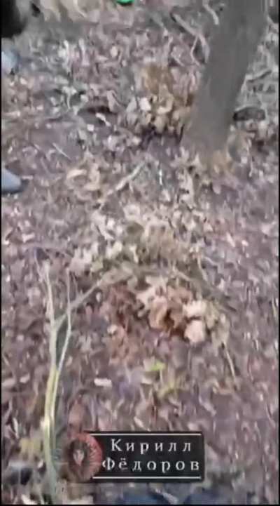 Ukrainian casualties filmed by Russians near the border between Ukraine and the Kursk People's Republic 