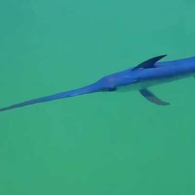 🔥 Juvenile swordfish swimming in shallow water