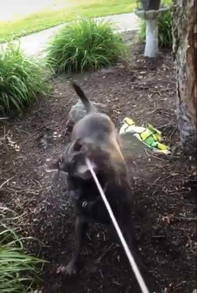 Gracie testing out different power levels on the hose