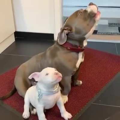 A pit bull mother teaching her puppy to howl. It's the cutest thing you'll see today