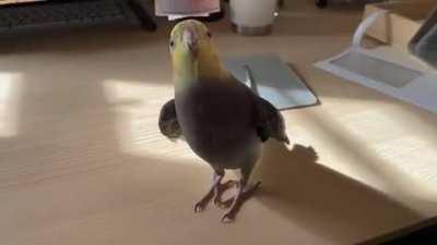 Jujube put on the hat, now look fly as heck