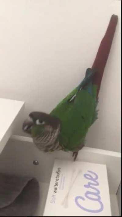 This little bird demanded me to respect the dinosaur in him. I can see it now and will not laugh at his ambitions ever again.