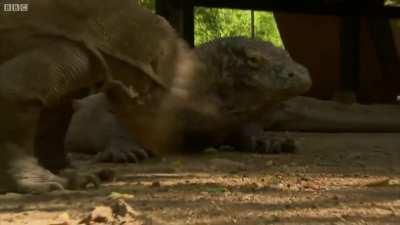 Apparently, Komodo dragons are close relatives to Godzilla