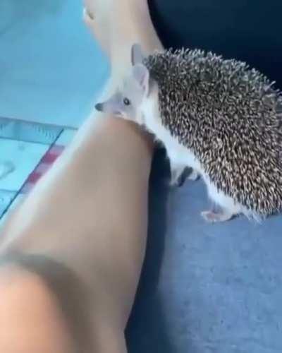 Hedgehog so sweet and innocent...and then...