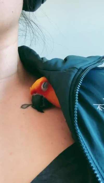 This is where my conure likes to hangout when I’m working haha he’s always sleeping on the job lols