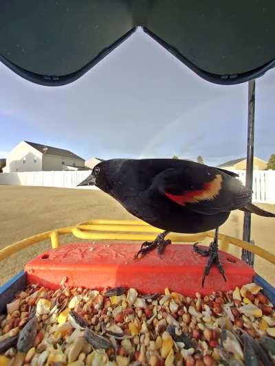 Breaking: Red-winged blackbird confirms the pot of gold is actually birdseed