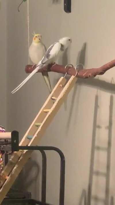 Dippy dippy dip dippy doo!!!! The wizard has learned a new spell!