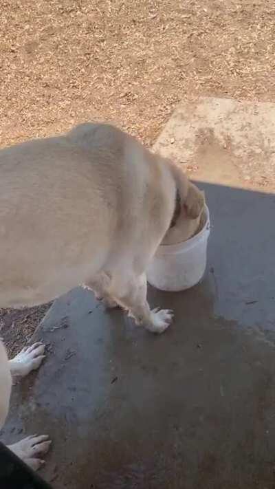 He retrieves and cleans all dirty tennis balls