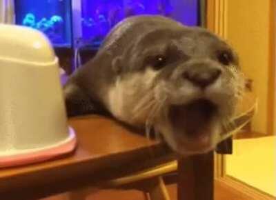 Y’all wanted even more otter, you get more otter