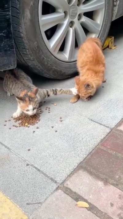 You say, is this still a brother?