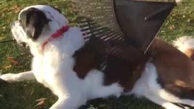 Dog loves getting raked