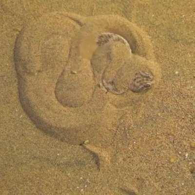 Getting ready to attack