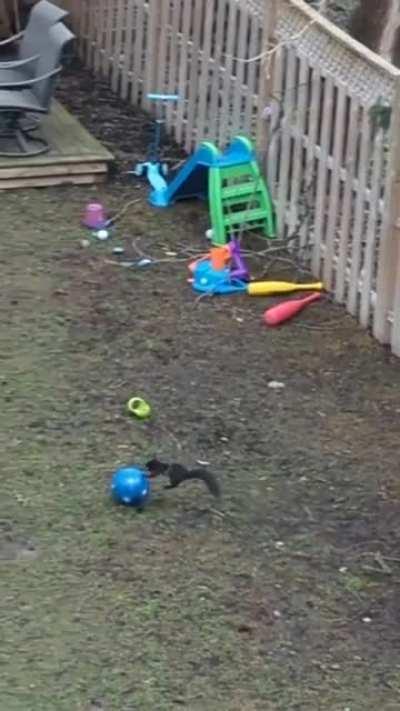 Squirrel having a blast playing with a kids ball in someone’s backyard.