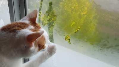 Teaching him how to clear the window