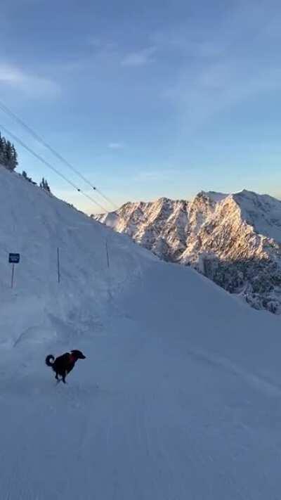 End of day run for Mabel the avy dog