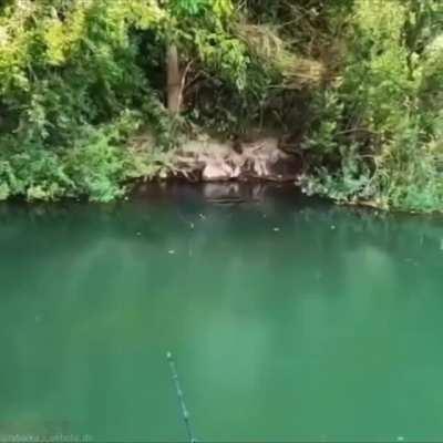 Seemed like a peaceful little swimming hole...