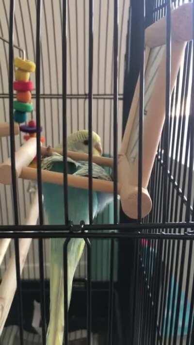 Is Jasper doing yoga or is he broken?